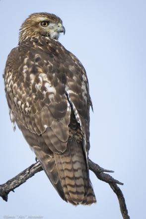 Red-Tailed Hawk