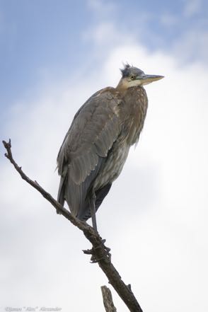 Resting Great Blue Heron