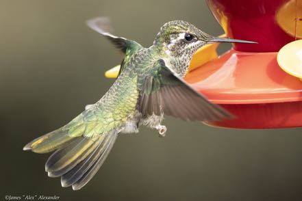 Rivoli's Hummingbird Female
