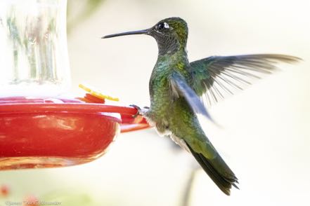 Rivoli's Hummingbird Male 3