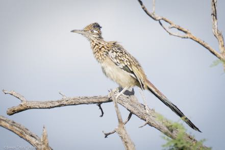 Roadrunner
