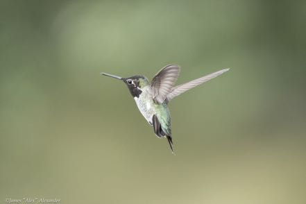 Twisting Hummer
