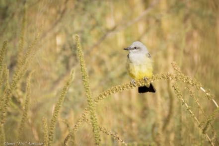 Western Kingbird