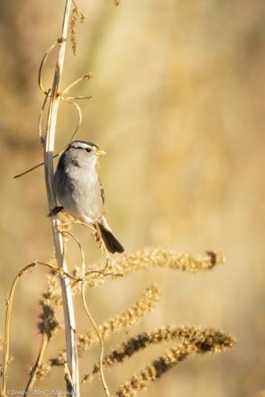 White-Crowned Sparrow 2