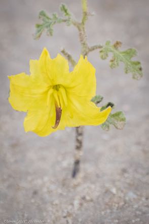 Yellow Flower