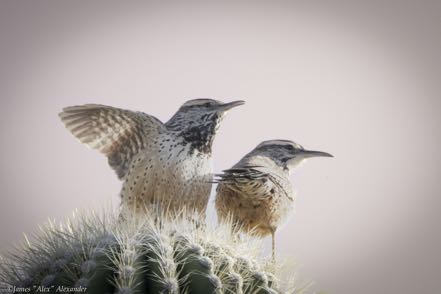 Cactus Wren Pair