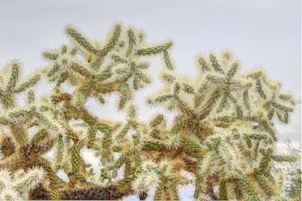 Cholla