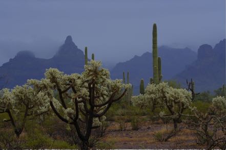 Cloudy Desert Morning