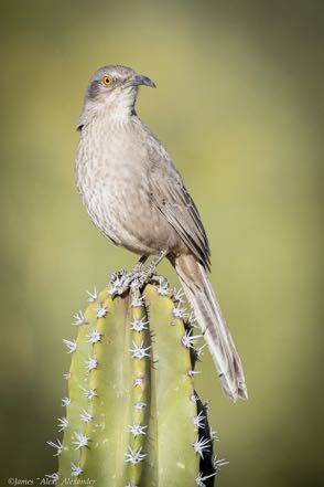 Curve-Billed Thrasher