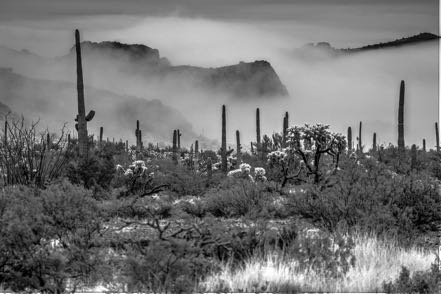 Desert Morning