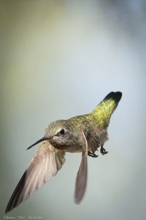 Diving Hummer