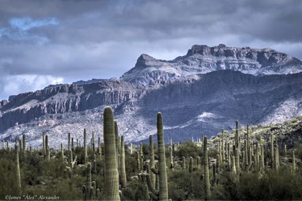 Organ Pipe
