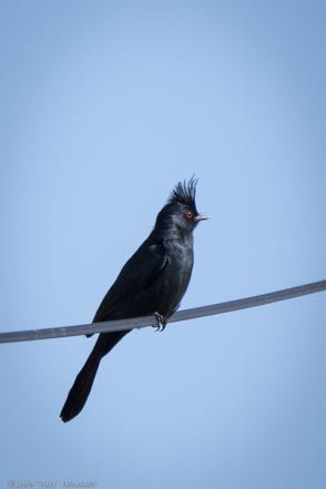 Phainopepla