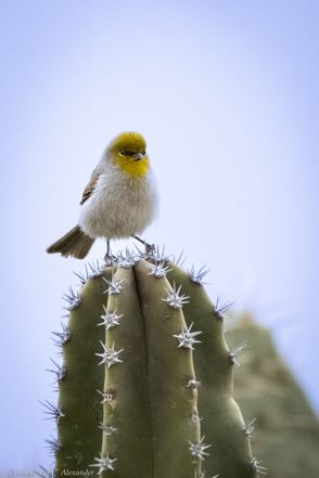 Verdin on Cactus