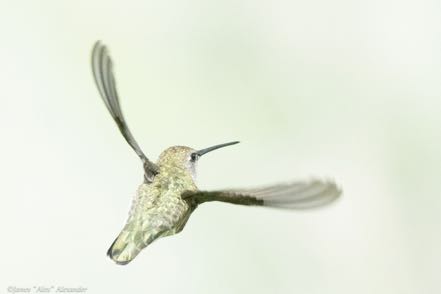 Black-Chinned Humminbird