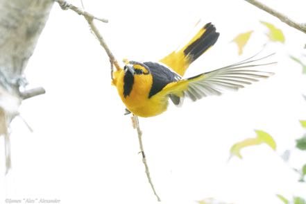 Bullock's Oriole 3