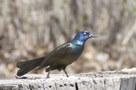 Common Grackle