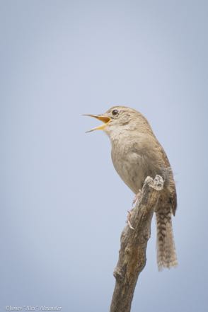 House Wren