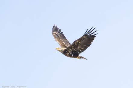 Immature Eagle in Fight