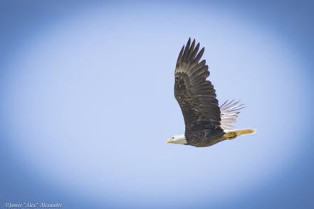 Mature Eagle in Fight