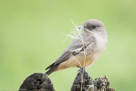 Say's Phoebe