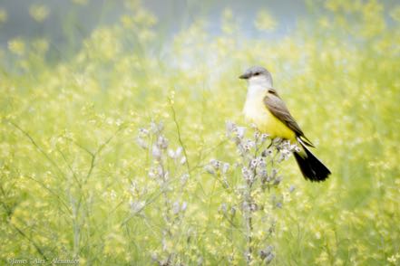 Western Kingbird